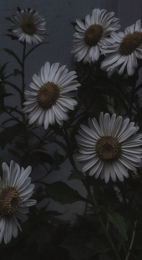 Dark Daisy Aesthetic, Daisy Darker Book Aesthetic, Vintage Daisy Aesthetic Wallpaper, Daisy Darker Aesthetic, Dark Boho Wallpaper, Black Daisy Wallpaper, Daisy Flower Aesthetic Vintage, Papillon Aesthetic, Daisy Wallpaper Aesthetic