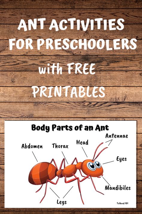 These great ant activities for preschoolers are sure to be a hit. Here you’ll find ideas and resources for exploring these fascinating little creatures. Ant Stem Activities, Ant Activities Kindergarten, Parts Of An Ant Preschool, Insect Study Creative Curriculum Preschool, Ant Theme Preschool, Ant Life Cycle Craft, Insect Literacy Activities Preschool, Preschool Ants Activities, Preschool Ant Craft