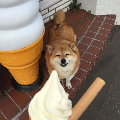 Japanese Dogs, Eating Ice, Eating Ice Cream, Shiba Inu Dog, Cute Creatures, Shiba Inu, 귀여운 동물, Cute Funny Animals, Animals Friends