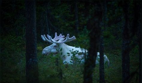 Hard to hide with this coat. Albino Moose, Ghost Project, Moose Pictures, King Of The Forest, White Moose, Albino Animals, I Have No Words, Thanks For Sharing, Large Animals