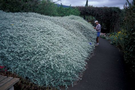 Helichrysum petiolare – PlantRight Helichrysum Petiolare, California Landscaping, Licorice Plant, Low Water Plants, Santa Cruz Island, Silver Plant, California Drought, African Plants, Invasive Plants