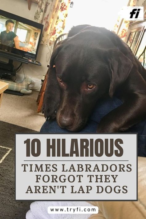 Labradors are known for their friendly nature, boundless energy, and, most amusingly, their forgetfulness that they are, in fact, not tiny lap dogs. Despite their size, these gentle giants often think they’re as petite as Chihuahuas, leading to some hilariously adorable moments. Here are 10 times Labradors proved they're the most lovably clueless breed when it comes to understanding their own size.#LabradorRetriever #FunnyDogMoments #BigDogsBehavingSmall #LabradorMemes Dogs Labrador, Labrador Funny, Cuddling On The Couch, Dog Stories, Dog Facts, Lap Dogs, Gone Wrong, Canine Companions, Charles Spaniel