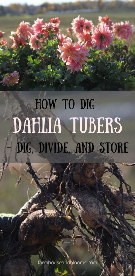 two pictures, one of dahlia blooms at the end of the season, and one of dahlia tubers dug from the garden Garden Gnomes Diy, When To Prune Hydrangeas, Dahlia Flower Garden, Dahlia Care, Cut Flower Farm, Dahlia Tubers, Growing Dahlias, Gardening 101, Cut Flower Garden