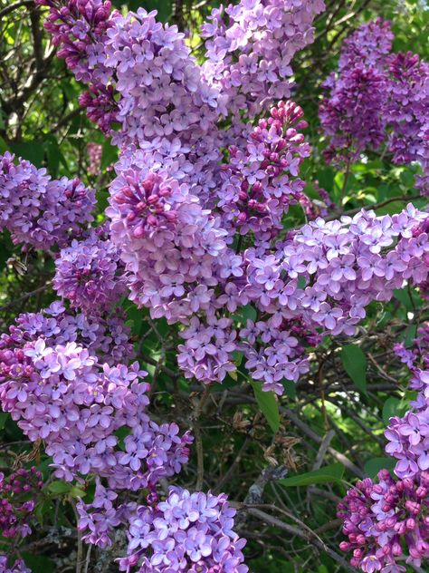 Lovely Lilacs Lilacs Flowers Aesthetic, Lilac Cottage, Lilac Garden, Syringa Vulgaris, Lilac Bushes, Favorite Flower, Lilac Flowers, Flower Farm, Flowering Trees