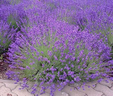 English Lavender  Seeds, Lavandula Angustifolia Seeds Ground Cover Seeds, Gardening Seeds, Lavandula Officinalis, Ad 100, Lavender Seeds, Perennial Flower, English Lavender, Perennial Herbs, Vegetable Seeds