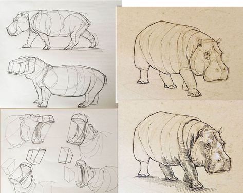 Hippo Anatomy, Hippo Sketch, Animal Drawing Inspiration, Hippo Drawing, Art Basics, Beautiful Sketches, Animal Study, Dark Art Drawings, Fantasy Creatures Art