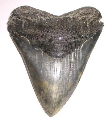 Megalodon Shark tooth -- nice! Love shark tooth hunting... Megalodon Shark Tooth, Shark Tooth Hunting, Tooth Tattoo, Megalodon Shark, Rocks And Fossils, Megalodon Tooth, Rune Stones, Fossilized Coral, Paleo Art