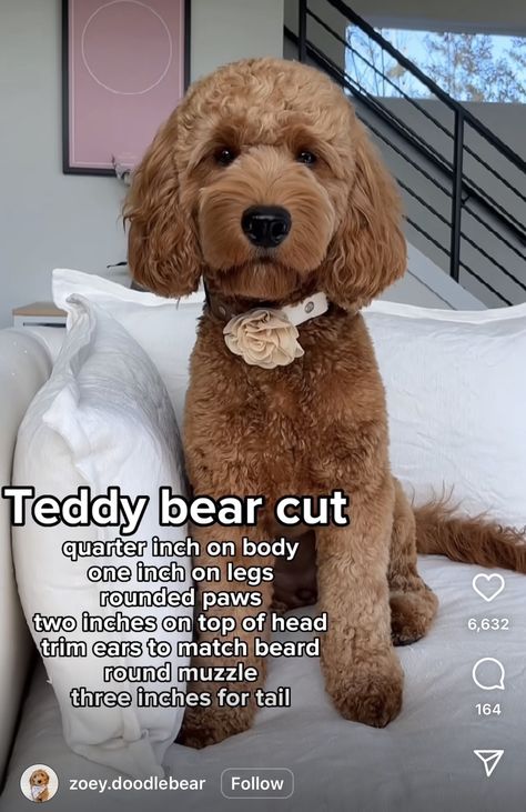 Golden Doodle Grooming Styles Teddy Bears, Mini Golden Doodle Haircut Teddy Bears, Golden Doodle Face Haircut, Labradoodle Haircut Style Teddy Bears, Cavapoo Haircut Styles Teddy Bear, Curly Goldendoodle Haircut, Teddy Bear Haircut Goldendoodle, Golden Doodle Teddy Bear Cut, Mini Goldendoodle Haircut Styles