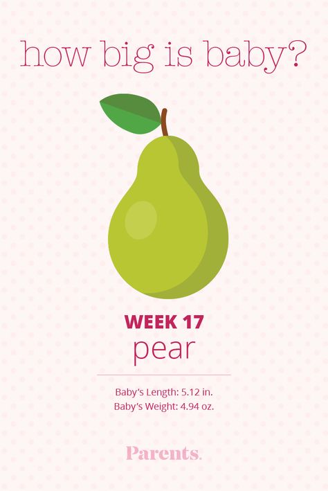 Your baby is now the size of a pear. He has hiccupped before, but this is the first time you might feel it. 17 Weeks Baby Size, Baby Size By Week, Second Trimester Pregnancy, Baby Development Chart, Stages Of Baby Development, 17 Weeks Pregnant, Baby Development Milestones, Baby Weeks, Baby Development Activities