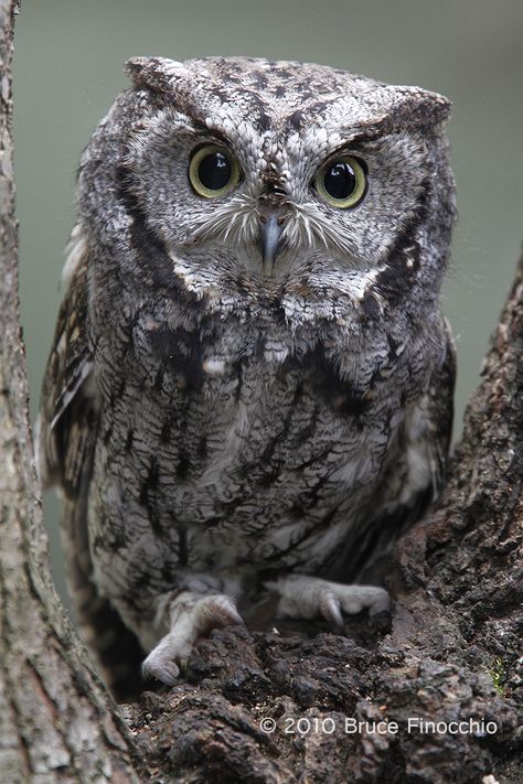 Owl In Tree, Western Screech Owl, Owl Photography, Screech Owl, Owl Photos, Owl Pictures, Beautiful Owl, Wise Owl, Nature Center