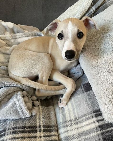 Cute Whippet, Fawn Whippet, Italian Gray Hound Puppy, Gray Hound, Italian Grey Hound, Italian Greyhound Dog, Whippet Dog, Grey Hound Dog, Dog Blog