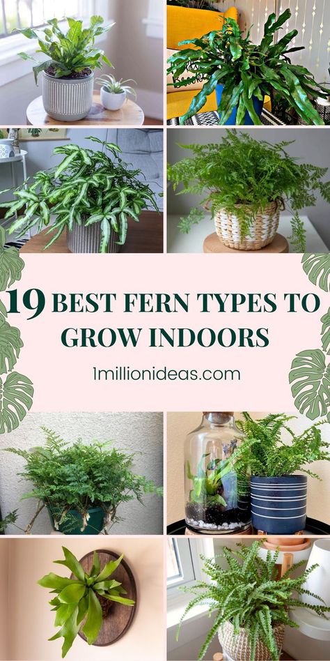 If you want a houseplant that stands out from the rest with its lush tropical foliage, indoor ferns are a lush and rewarding addition to any indoor space. And in the post today, we’ve listed the 19 Best Fern Types To Grow Indoors that you can choose from. They also look gorgeous in a range of indoor planters, pots, and hanging baskets, offering something unique to your indoor space. Indoor Ferns Decor, Fern Types, Types Of Fern Plants, Indoor Planters Pots, Fern Planters, Bottles Decoration Diy, Indoor Ferns, Hanging Ferns, Ferns Care