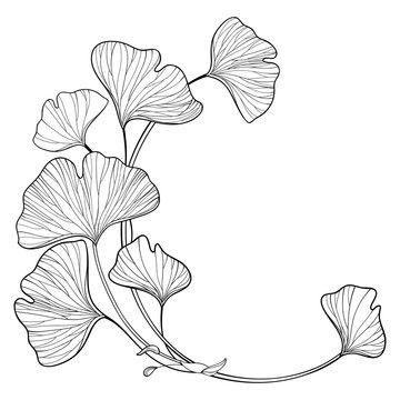 Ginkgo Biloba Tree, Fleurs Art Nouveau, Art Nouveau Tattoo, Motifs Art Nouveau, Nouveau Tattoo, Arte Doodle, Leaf Drawing, Desenho Tattoo, Ginkgo Biloba