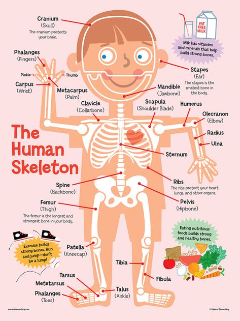 SCHOOL CHARTS on Behance Human Skeleton For Kids, Skeleton For Kids, School Nurse Posters, School Nurse Office Decorations, The Human Skeleton, School Nurse Office, Body Bones, Skeletal System, School Health