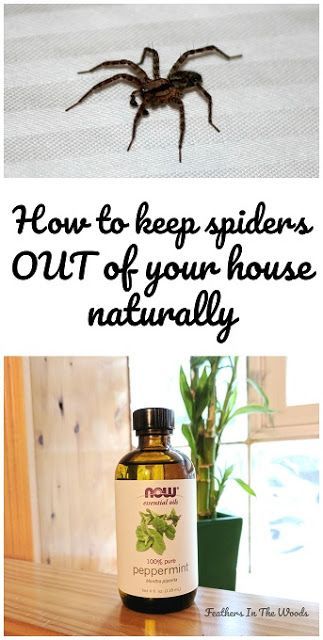 How to keep spiders out of your house naturally. 8 tips and tricks to stay spider free this fall! #spiders #housespiders #naturalpestcontrol #essentialoils Natural Spider Repellent For Home, Spider Deterrent, Spiders Repellent Diy, Natural Spider Repellant, Spider Repellent, Spider Spray, Repellent Diy, Spiders Repellent, Bug Spray Recipe