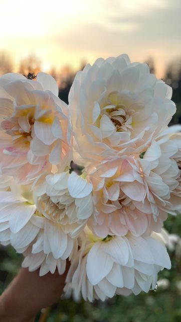 Kelgai Ann Dahlia, Bulb Planting, Sweet Briar, Blush Peonies, Fall Bulbs, Peonies Garden, Moon Garden, Garden Rose, Flower Therapy