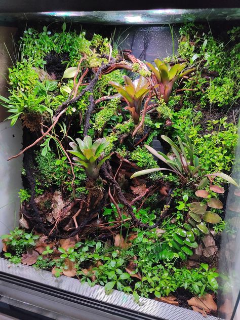 Bio Active Terrarium, Tropical Vivarium, Dart Frog Terrarium, Tree Frog Terrarium, Dart Frog Vivarium, Gecko Vivarium, Bioactive Vivarium, Snake Terrarium, Tropical Terrariums