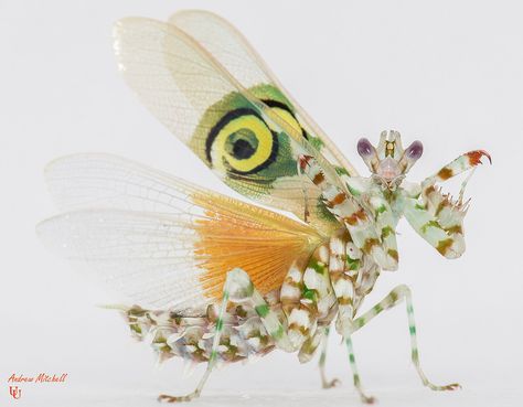 Pseudocreobotra wahlbergii (Spiny Flower Mantis) (Adult Male) | Flickr - Photo Sharing! Pretty Praying Mantis, Jeweled Flower Mantis, Lotus Mantis, Dragon Mantis, Mantis Species, Spiny Flower Mantis, Unique Insects, Pretty Bugs, Flower Mantis