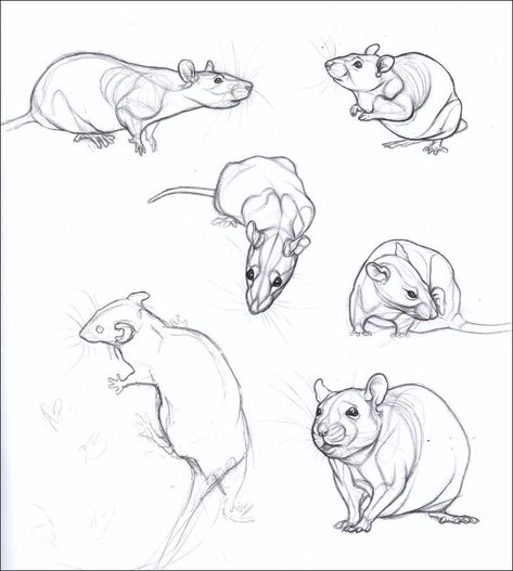 Rat Face Drawing, Rat Drawing Reference, Mouse Anatomy, Rat Reference, Rat Anatomy, Rat Drawing, Pencil Drawing Ideas, Tier Tattoo, Pencil Drawings Of Animals