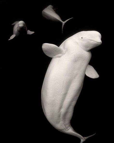 Whale Photography, Beluga Whales, Nature Environment, Life Under The Sea, Life Aquatic, Beluga Whale, Marine Mammals, Whale Shark, Marine Animals