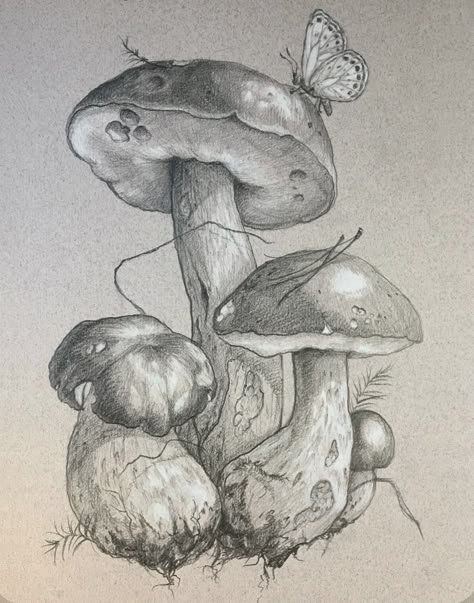 Model Tattoo, Botanical Line Drawing, Realistic Sketch, Pencil Drawings Of Animals, Gcse Art Sketchbook, Mushroom Drawing, Nature Sketch, Drawing Examples, Dark Art Drawings