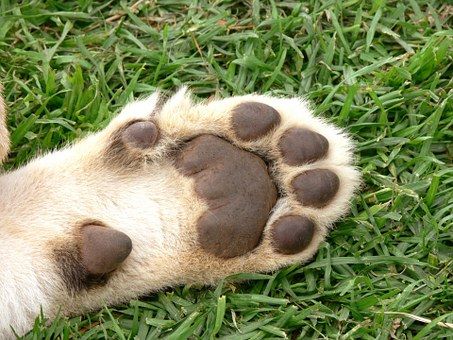 Lion, Cub, Foot, Pads, Paw, Cat, Big Cat Lion Anatomy, Oc Moodboard, Kitty Paws, Felted Toys, Face Structure, Silly Guy, Toe Beans, Animal References, Tiger Face