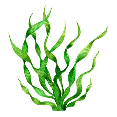 Premium Photo | Watercolor hand drawn green seaweed, kelp leaves on white Jason Brooks, Ocean Plants, Flower References, Sea Plants, Studio Photography Poses, Green Paintings, Cute Animal Drawings Kawaii, Sea Inspired, Ap Art