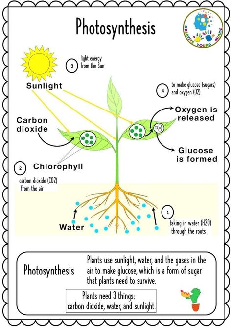 Photosynthesis Projects, Horticulture Education, Photosynthesis Worksheet, Science Chart, Earth Science Activities, Educational Websites For Kids, Reading Comprehension For Kids, Biology Projects, Biology Worksheet