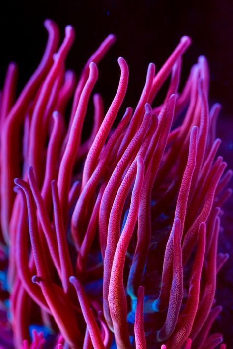 Sea Coral Photography, Anemone Coral, Coral Texture, Pink Coral Reef, Coral Reef Photography, Ceramic Coral Reefs, Mermaid Background, Coral Reef Horizontal, Photo School