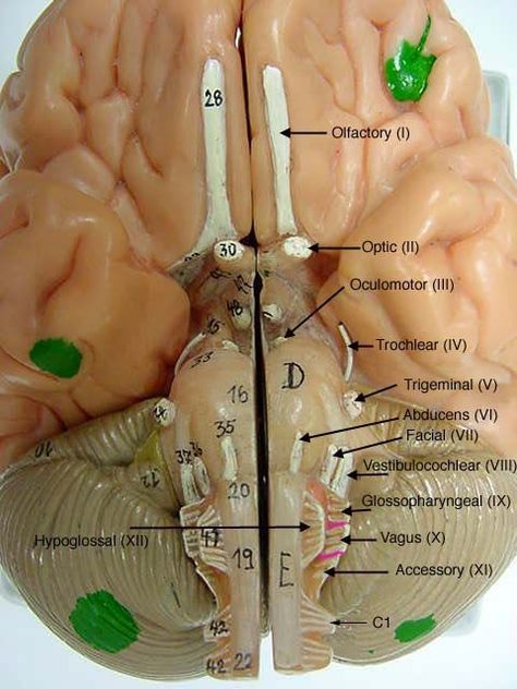 Cranial nerves Science Flashcards, Nervous System Anatomy, Anatomy Science, Anatomy Flashcards, Brain Models, Brain Surgeon, Brain Anatomy, Cranial Nerves, The Human Brain