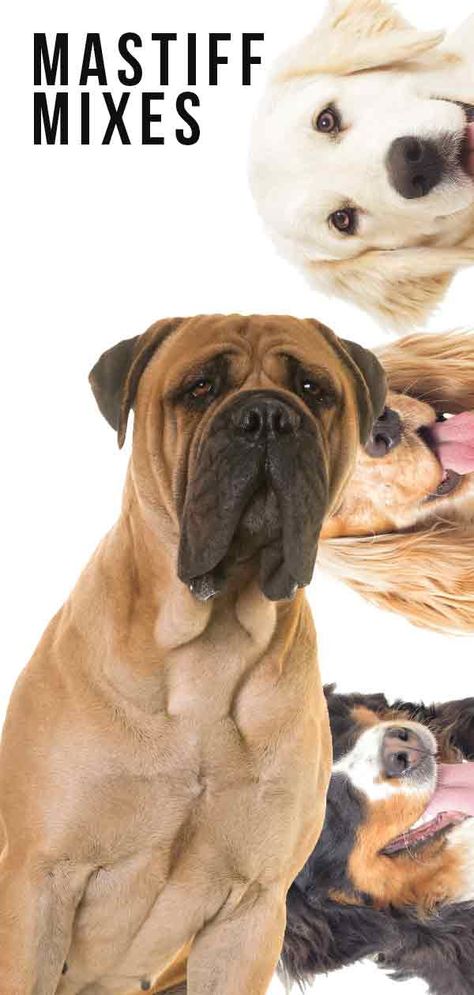 Mastiff Mix: Which One Is The Right Dog for Your Family? Mastiff Mix Dogs, Boxer Female, Pitbull Boxer Mix, German Boxer, Boxer Mix Puppies, Tshirt Plain, Mastiff Mix, Mastiff Breeds, Male Friends