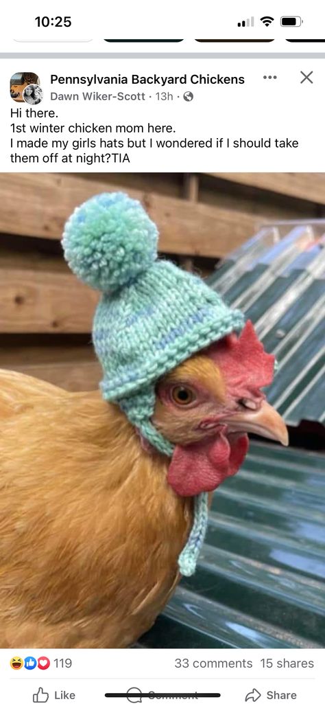 Outfits For Chickens, Chicken Outfits, Diy Coop, Chicken Outfit, Chicken Clothes, Backyard Diy, Chicken Diy, Backyard Chickens, Chickens Backyard