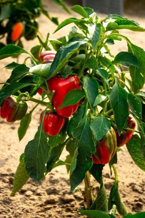 Growing Bell Peppers Capsicum Plant, Bell Pepper Plant, Growing Bell Peppers, Capsicum Annuum, Sweet Peppers, Farm Food, 5 Elements, Pepper Plants, Food Forest