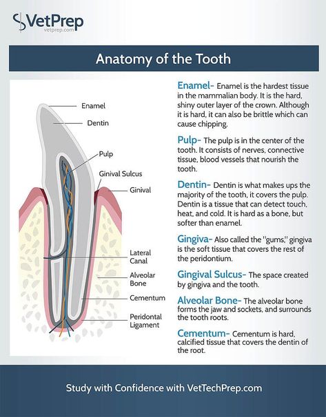 Tech Infographic, Vet School Motivation, Vet Tech Humor, Veterinarian Technician, Vet Tech School, Veterinary Tech, Vet Tech Student, Vet Technician, Veterinary Studies