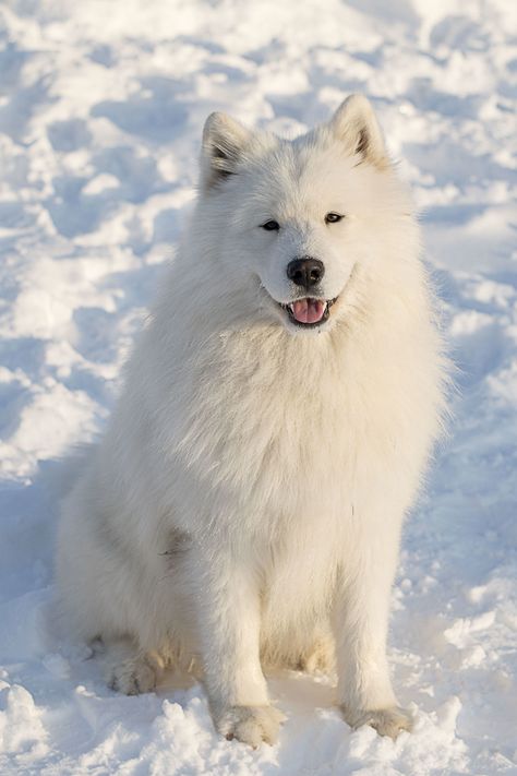 Unique Dog Names, Medium Sized Dogs Breeds, First Pet, Fall Cats, Agility Training For Dogs, Samoyed Dog, Disabled Dog, Samoyed Dogs, Fall Dog