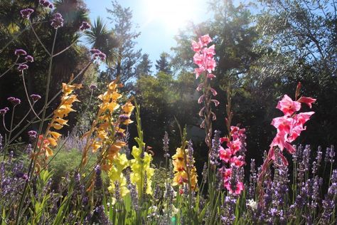 Gladiolus: Rethinking a Funeral Flower - Gardenista Flower Fall, Diy Fairy, Small Outdoor Spaces, Fairy Garden Accessories, Fairy Garden Diy, Summer Feeling, Accessories Handmade, Artificial Grass, Garden Accessories