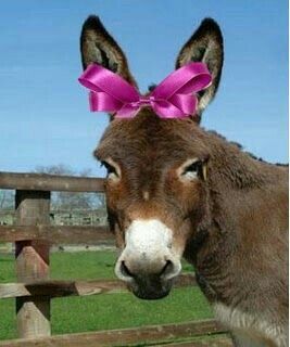 Donkey Pics, Pink Kitty Wallpaper, Pet Donkey, Mini Donkey, Miniature Donkey, Cute Donkey, Jesus And Mary Pictures, A Donkey, Pretty Animals