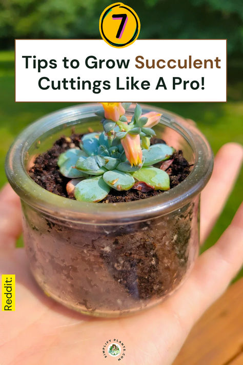 "Discover expert tips for successful succulent propagation with our guide on 
""7 Tips to Grow Succulent Cuttings Like A Pro!"" Perfect for indoor 
gardening enthusiasts and beginners alike, this post covers essential 
succulent care and effective plant propagation techniques. Learn how to 
grow succulent cuttings with ease and elevate your gardening skills today!" Succulent Propagation How To, Succulent Care Indoor, Propagating Succulents From Leaves, Succulents In Water, Propagation Ideas, How To Propagate Succulents, Propagate Succulents From Leaves, Care For Succulents, Succulents Care