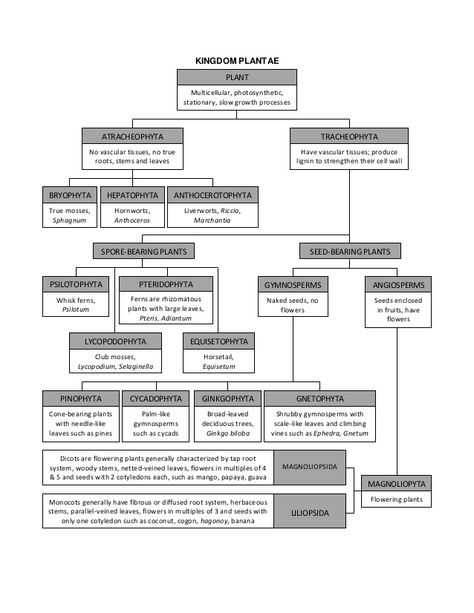 Plant Kingdom Mind Map, Plant Kingdom Notes, Biology Interactive Notebook, Biology Plants, Plant Physiology, 11th Chemistry, Plant Kingdom, Kingdom Plantae, Biology Classroom