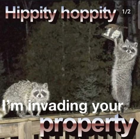 Awesome Possum, Hippity Hoppity, Tank Dresses, Raccoon Funny, Trash Panda, Funny Animal Jokes, Very Funny Pictures, Streetwear Casual, Funny Reaction Pictures