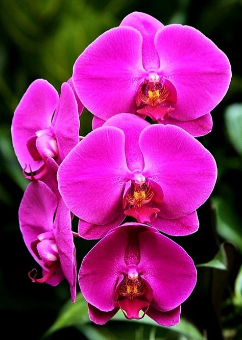 Garden Orchids, Orchid Photography, Orchid Purple, Image 3d, Unusual Flowers, Orchid Care, Phalaenopsis Orchid, Pink Orchids, Flowers For You