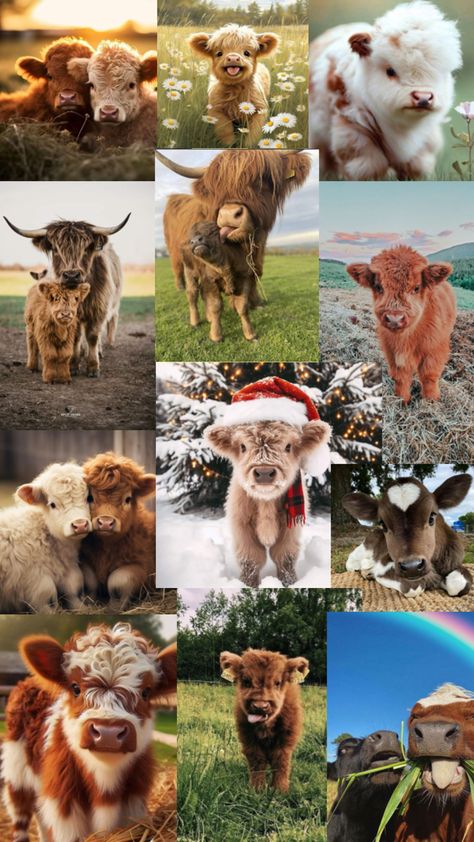 Highland Cow Pictures, Rare Albino Animals, Pet Cows, Cow Wallpaper, Mini Cows, Baby Highland Cow, Baby Farm Animals, Fluffy Cows