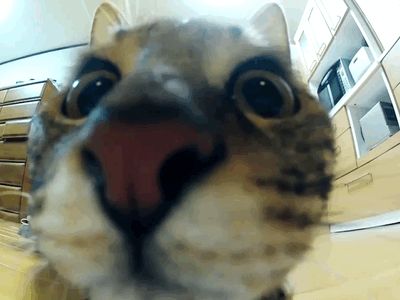 Bwaaaa na na na na na na na Funny Cat Gif, Cats Gif, Cat Jumping, Funny Cat Gifs, Funny Animal Gifs, Jumping Cat, 웃긴 사진, Slow Motion, Funny Cat Videos