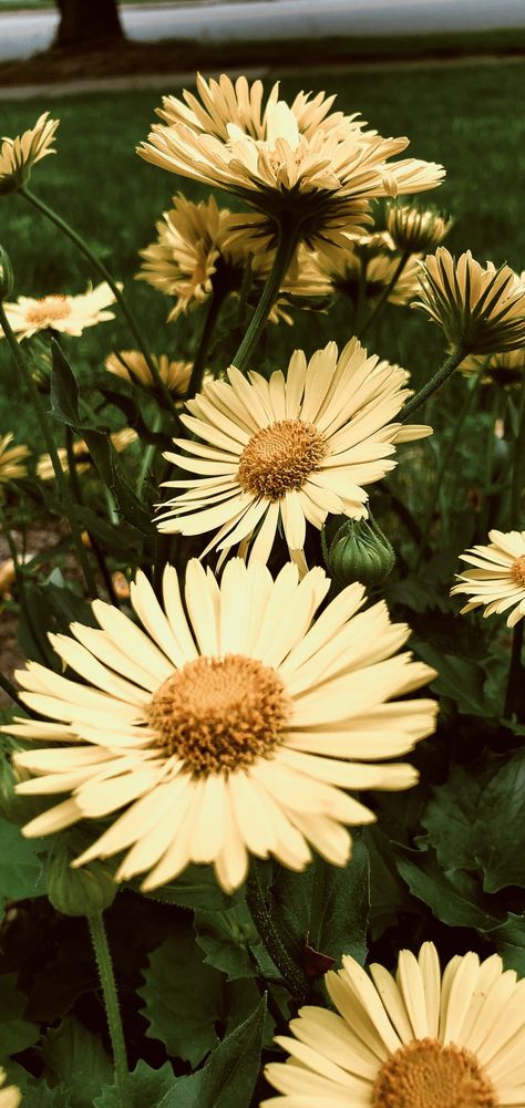 Pale Yellow Aesthetic Wallpaper, Pale Yellow Aesthetic, Pale Yellow Wallpaper, Beige Widget, Pale Yellow Flowers, Yellow Flower Wallpaper, Yellow Aesthetic Wallpaper, Yellow Daisies, Yellow Wallpaper