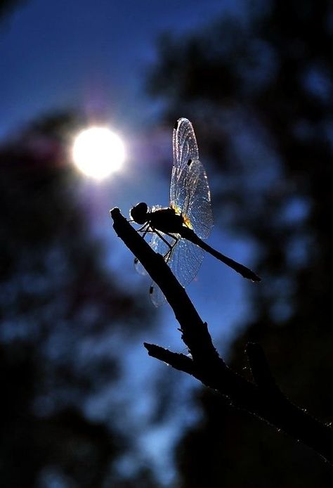 Time flies ( Dragonflies ) Must be gr8 being able to fly where your heart takes you , insects a plenty , so never hungry too Fairy Magic, Mystical Creatures, Fairy Dust, Fairy Art, Chiaroscuro, Fairy Land, Magical Creatures, Pics Art, Fantasy World