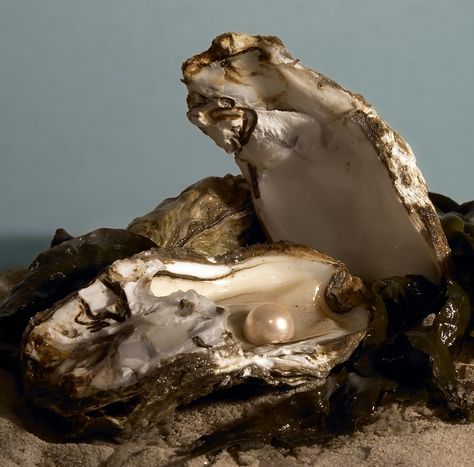 Oysters make pearls as a defensive response to foreign objects. [...] Odd Facts, Trans Art, Blue Inspiration, Feeling Pictures, Saltwater Pearls, Oyster Pearl, Bold Art, Exotic Fish, Ap Art