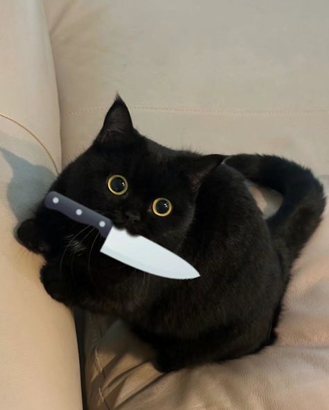 True Book Addict...Books, Cats, and More: Cat Thursday - Don't try me Black Cat With Knife, Black Cat Memes, Cat Moods, Cat Batman, Black Cat Meme, Funny Black Cats, Knife Cat, Black Cat Pictures, Cat With Knife