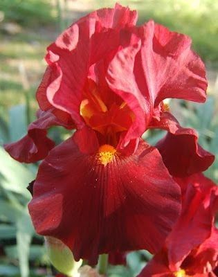 Red Iris, Tall Bearded Iris, Iris Garden, Bearded Iris, Iris Flowers, Exotic Flowers, Red Flower, Beautiful Blooms, Flower Pictures