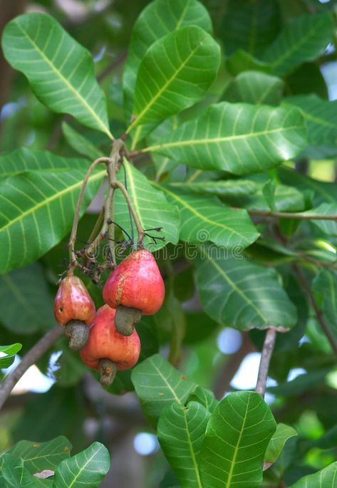 American Nature, Cashew Tree, Greek Diet, Football America, Spinach Pie, Veg Garden, Fruit Seeds, Fruit Tree, Cashew Nut