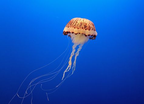 Jellyfish Sting Remedy, Irukandji Jellyfish, Jellyfish Photo, Jellyfish Sting, Wild Pictures, Sting Relief, Photo Facts, Incredible Creatures, Nuclear Power Plant